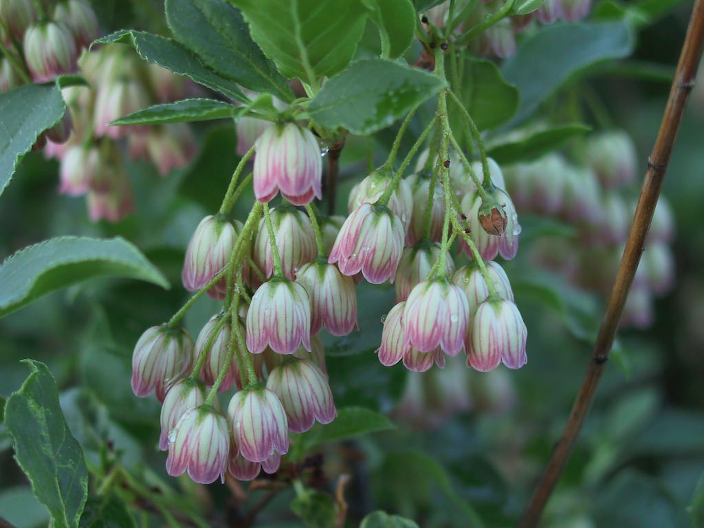 Enkianthus campanulatus - Bluetenmacro 01.jpg
